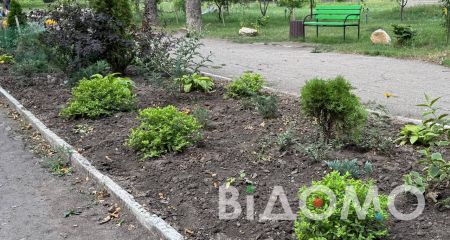 У Павлограді з парку вкрали 18 кущів самшиту (ФОТО, ВІДЕО)