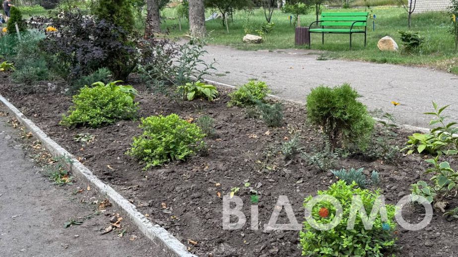 В Павлограде из парка украли 18 кустов самшита (ФОТО, ВИДЕО)