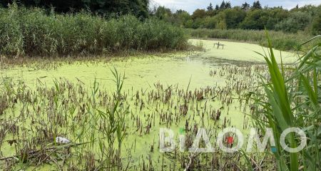 В Павлограде река Волчья задыхается от ряски (ФОТО, ВИДЕО)