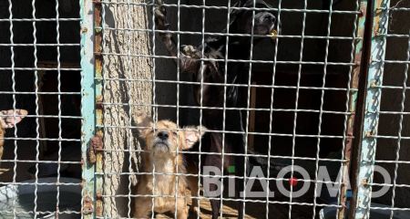 У Дніпрі тварини з притулку шукають дім і тепло (ФОТО)