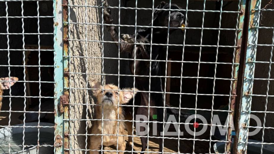 В Днепре животные из приюта ищут дом и тепло (ФОТО)