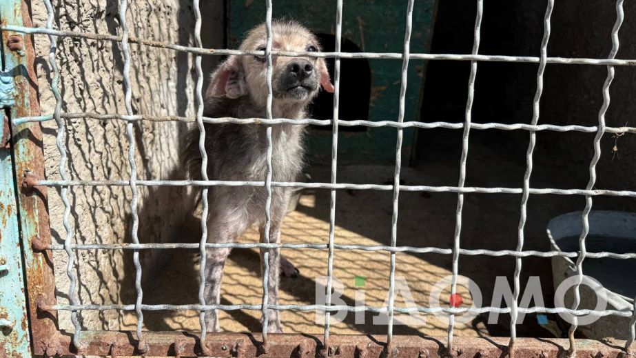 Один удар — дві зламані долі: у Павлограді сварка через собаку завершилася смертю і вироком