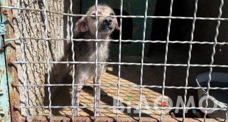 У Павлограді вісім замучених господаркою собак із багатоповерхівки тепер у притулку (ФОТО)