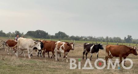 Чому на Дніпропетровщині вигідно тримати від трьох корів і коли молоко пахне бур'яном (ФОТО)
