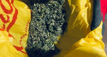 На Дніпропетровщині поліція вилучила майже 900 кущів конопель у приватному господарстві (ФОТО)