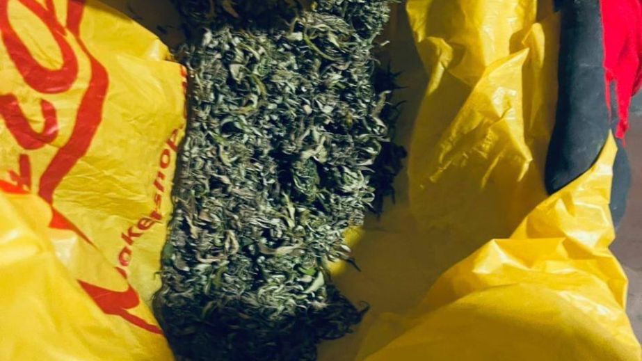На Дніпропетровщині поліція вилучила майже 900 кущів конопель у приватному господарстві (ФОТО)
