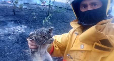 Во время масштабного лесного пожара недалеко от Самара спасали диких животных (ФОТО)