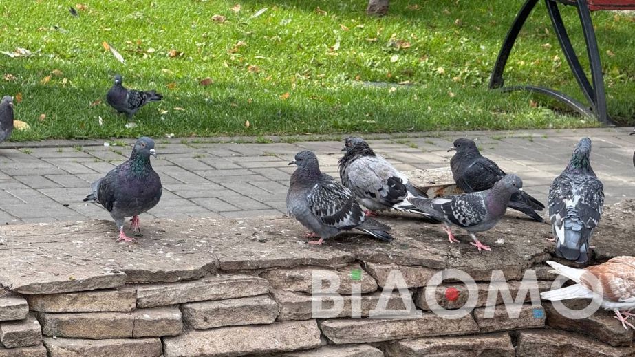 Якою буде погода у Дніпрі та області 24 листопада