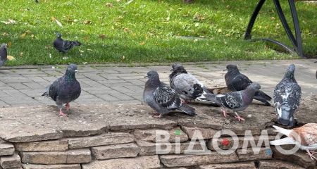 Голуби окупували міський фонтан у Павлограді (ФОТО, ВІДЕО)