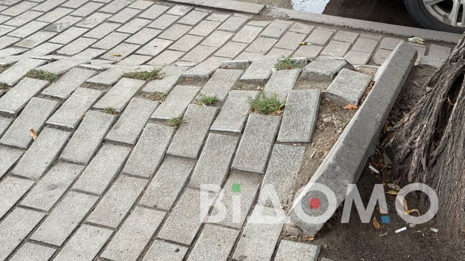 В Павлограде корни деревьев уничтожают брусчатку (ФОТО, ВИДЕО)