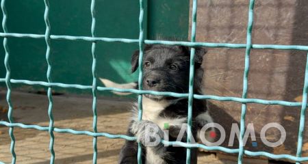 В Павлограде рассказали жуткие истории собак из приюта (ФОТО)
