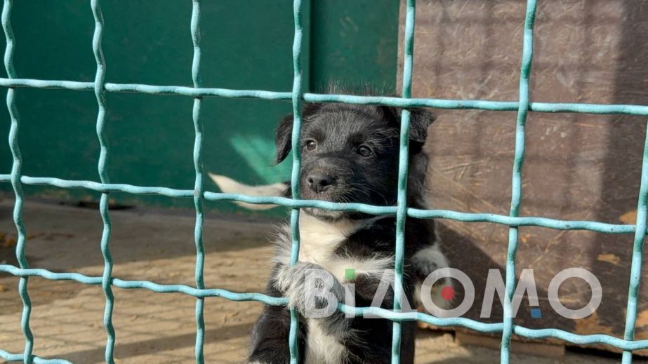 До Павлограду евакуювали жінку з 12 тваринами з прифронтової Володимирівки (ФОТО)