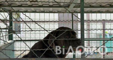 Притулок жаху під Дніпром: рештки тварин, сміття і сотні голодних собак (ФОТО)