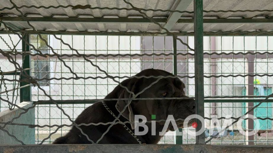 Под Днепром приют для животных выглядит как кадры из фильма ужасов: остатки животных, мусор и сотни голодных собак (ФОТО)