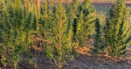 На Днепропетровщине мужчина засеял огород коноплей (ФОТО)