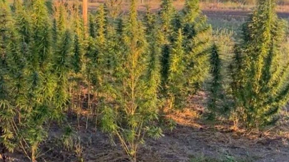 На Днепропетровщине мужчина засеял огород коноплей (ФОТО)