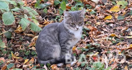 В Павлограде выбросили котят: четвероногие живут прямо посреди парка (ФОТО)