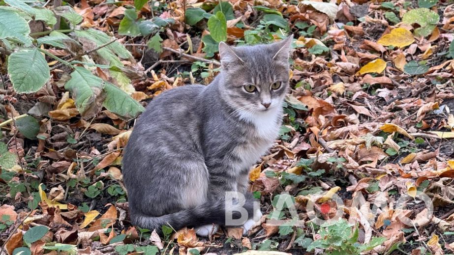 У Павлограді викинули кошенят: чотирилапі живуть просто посеред парку (ФОТО)