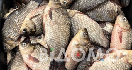Скільки коштує риба у Павлограді: делікатес чи звичний продукт (ФОТО)