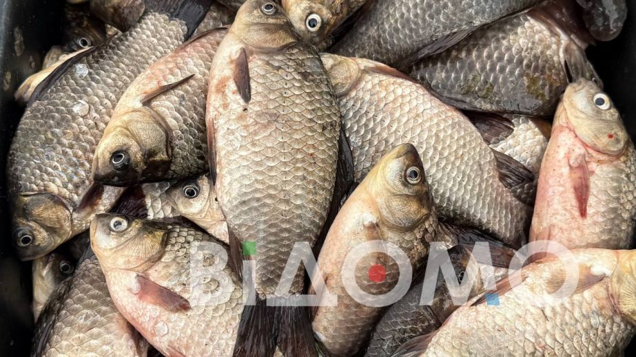 Сколько стоит рыба в Павлограде: деликатес или привычный продукт (ФОТО)