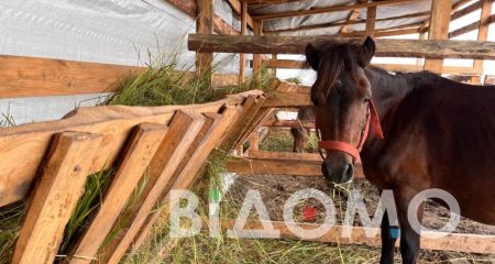 Документальний фільм про дніпропетровську ферму "Зелений Гай" показали на американському кінофестивалі (ФОТО)