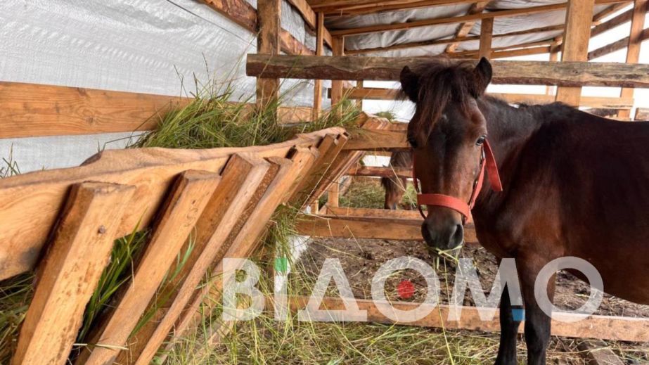 Документальный фильм о днепропетровской ферме "Зеленая Роща" показали на американском кинофестивале (ФОТО)