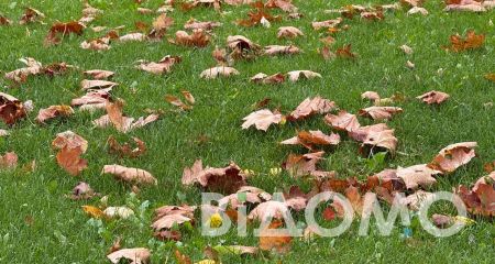 Какая будет погода в Днепре и области 29 ноября