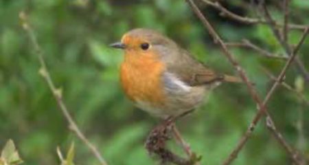 У Кривому Розі помітили "пухнасту кулю з вогняними грудьми": фотограф зазнімкував рідкісну вільшанку (ФОТО)