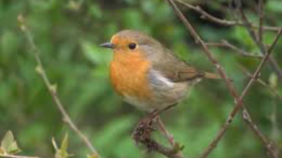 В Кривом Роге заметили "пушистый шар с огненной грудью": фотограф снял редкую ольшанку (ФОТО)