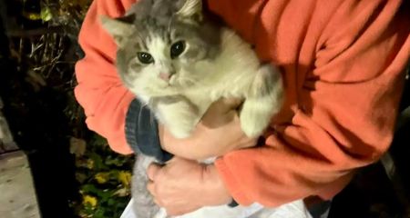 В Днепровском районе спасатели достали кота из девятиметрового колодца