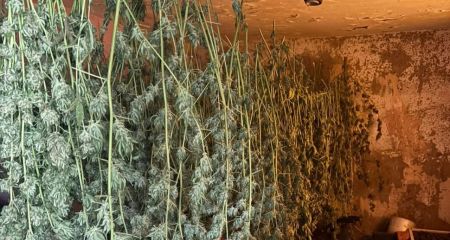 Правоохранители разоблачили "домашнюю плантацию" конопли в Каменском районе (ФОТО)