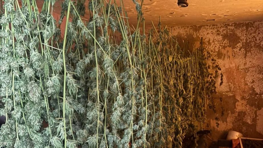 Правоохранители разоблачили "домашнюю плантацию" конопли в Каменском районе (ФОТО)