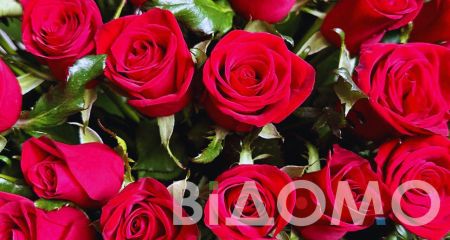 Настоящий розовый рай расцвел в Днепре зимой (ФОТО)