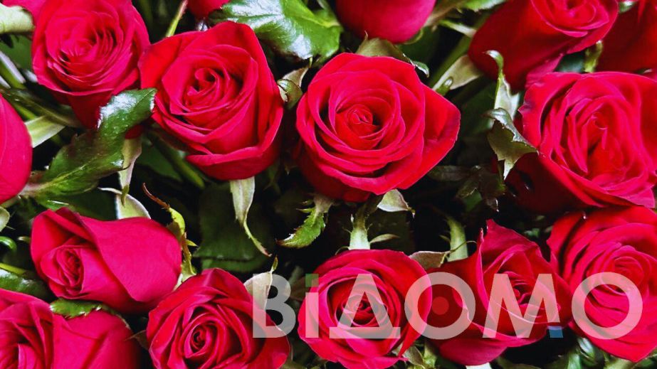 Справжній трояндовий рай розцвів у Дніпрі взимку (ФОТО)