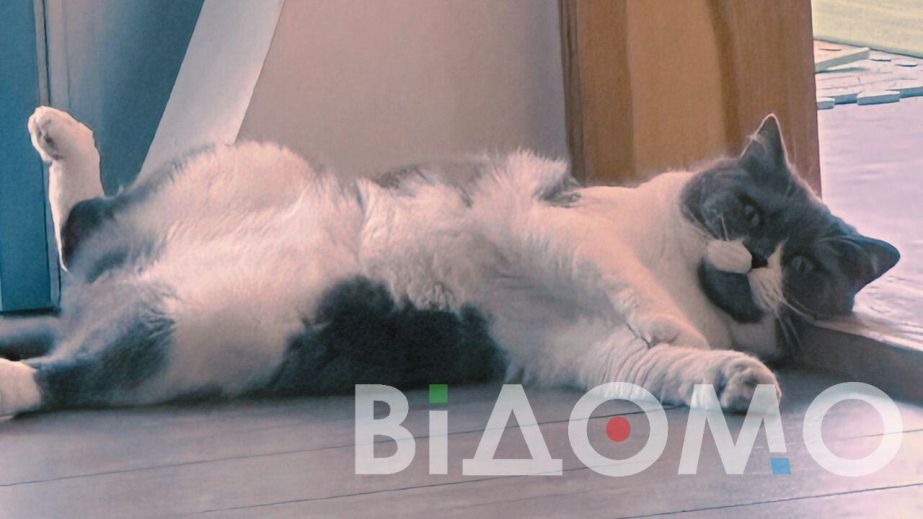 В Каменском кот приветствует покупателей магазина (ВИДЕО)