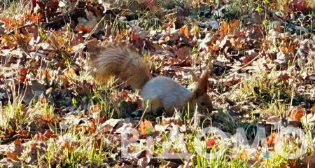 В Днепре белка устроила фотосессию перед камерой (ФОТО)