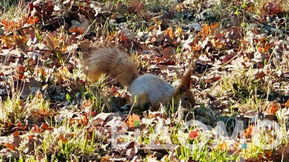 В Днепре белка устроила фотосессию перед камерой (ФОТО)