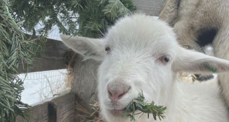 Смаколик для евакуйованих тварин: у Дніпрі просять не викидати новорічні ялинки на смітник (ВІДЕО)