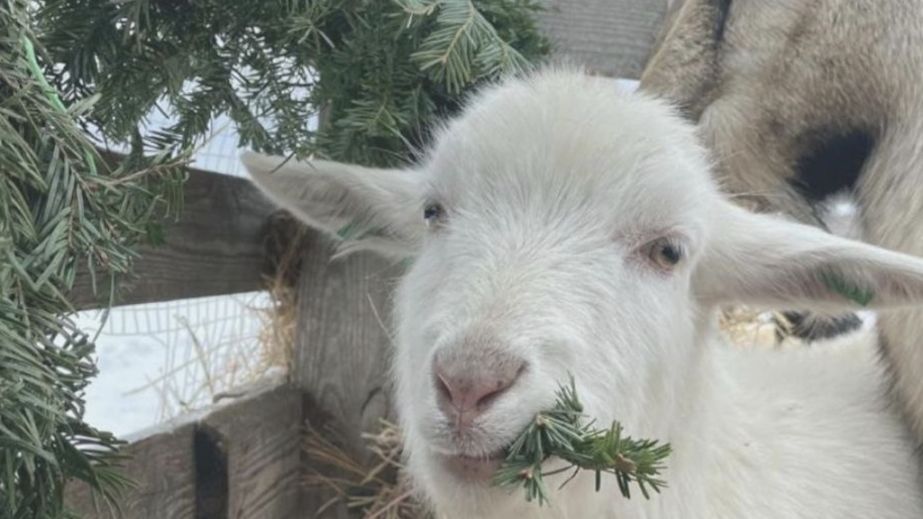 Смаколик для евакуйованих тварин: у Дніпрі просять не викидати новорічні ялинки на смітник (ВІДЕО)