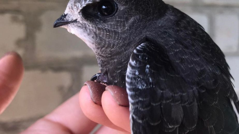 Як дніпрянка шукала для пернатого Серпика люблячу родину: щемлива історія