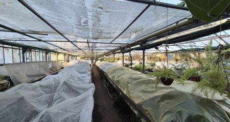 Морозы и графики света: почему в теплицах ботсада гибнут теплолюбивые растения (ФОТО)