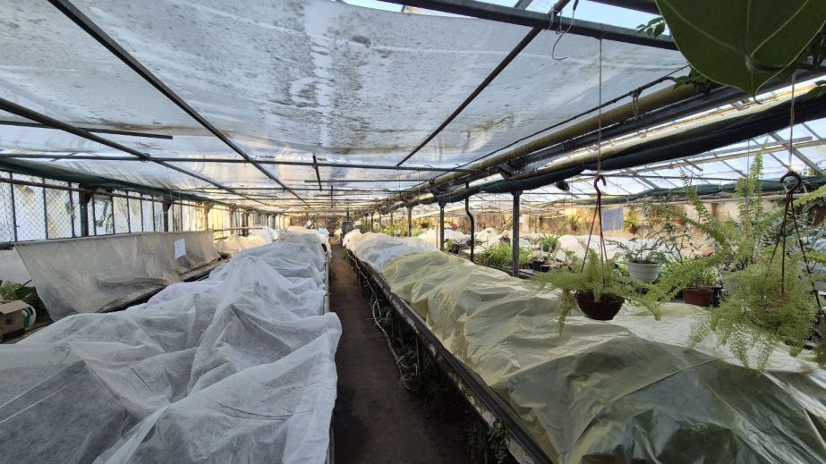 Морозы и графики света: почему в теплицах ботсада гибнут теплолюбивые растения (ФОТО)