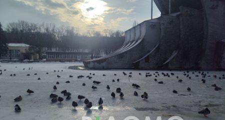 Диких уток в парке Г...