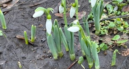 Весна вже близько: на Монастирському острові у Дніпрі зацвіли червонокнижні квіти (ФОТО)