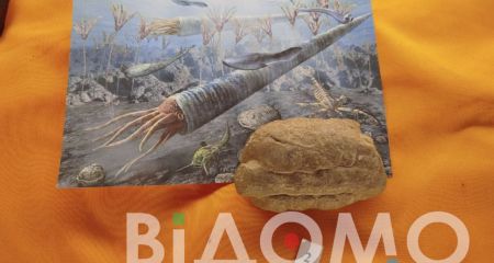 В музее Днепра открыли уникальную экспозицию вымерших организмов, существовавших миллионы лет назад (ФОТО)