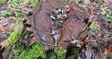 Нарубили деревьев ценных пород на 22 млн грн: на Днепропетровщине будут судить эксдиректора и инженера госпредприятия (ФОТО)