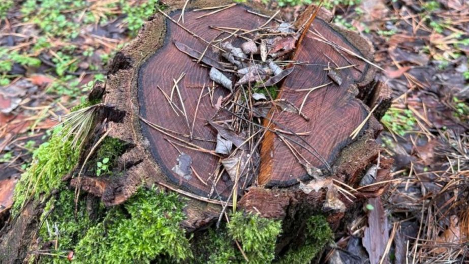 Нарубили деревьев ценных пород на 22 млн грн: на Днепропетровщине будут судить эксдиректора и инженера госпредприятия (ФОТО)