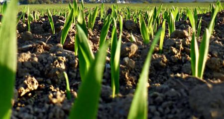 Сонячно і тепло: якою буде погода у Дніпрі та області 12 березня