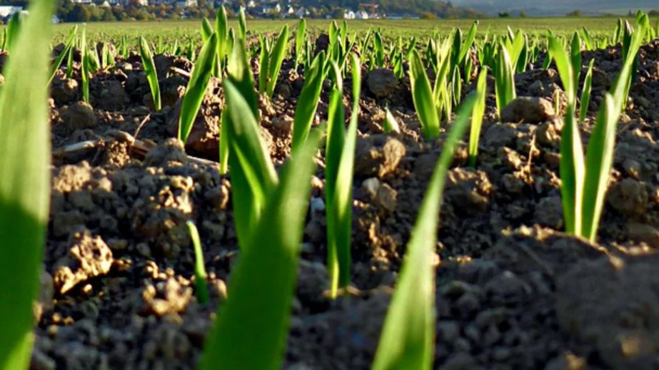 Сонячно і тепло: якою буде погода у Дніпрі та області 12 березня