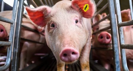 Тысячи мертвых животных: на Днепропетровщине зафиксировали вспышку африканской чумы среди свиней (ВИДЕО)